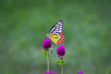 Beautiful Indian Jezebel Butterfly sitting on the flower plant in its natural habitat with a nice soft bluryy green background