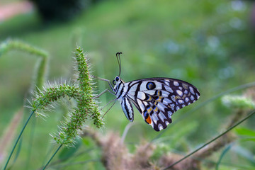 The Common Lime Butterfly sitting on the flower plants in its natural habitat with a nice soft blurry background.