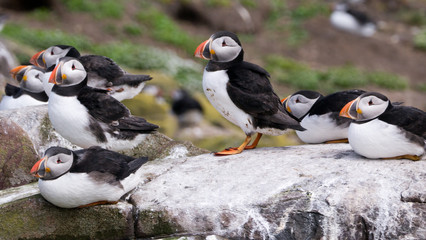 Puffins at The Farne Islands