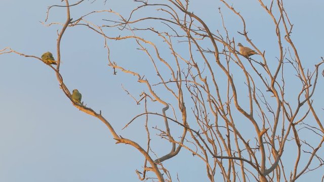 Pair of wild green parrots and turtle dove on the branches of a tree