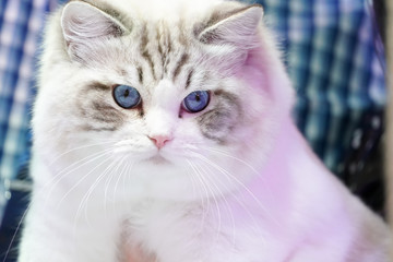 Smart white cat with tiger line no it's face. with blue eyes.