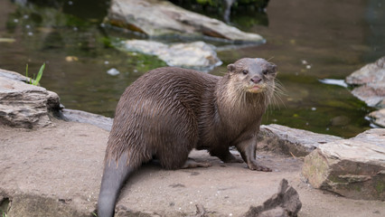 Asian Otter