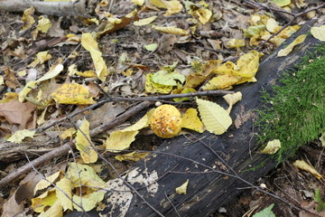  Mushroom grew in a cold autumn forest