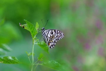 The Common Lime Butterfly sitting on the flower plants in its natural habitat with a nice soft blurry background.