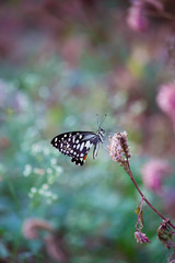 The Common Lime Butterfly sitting on the flower plants in its natural habitat with a nice soft blurry background.