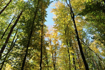 Yellow and red leaves adorn the tops of autumn trees in the park