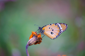 Plain Tiger  butterfly sitting on the flower plant with a nice soft background in its natural habitat