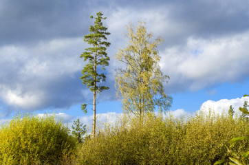 in the forest it is important to be above all