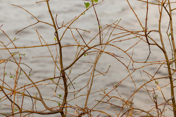 Branches of trees by the sea