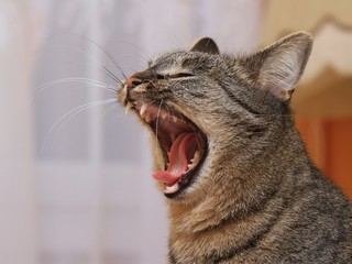 Portrait of yawning cat. Felis silvestris catus. Czech republic