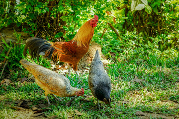 Smart crock with 2 hens finding their food on the grass floor.