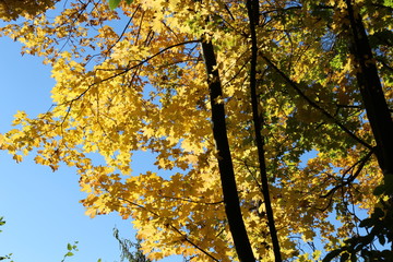 Beautiful autumn forest stands in the golden foliage