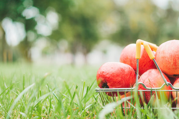 Ripe apples in a basket on the grass in the garden - close-up and copy space