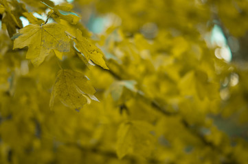 autumn maple leaves background