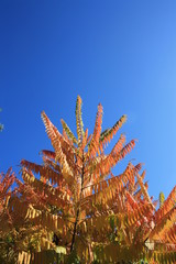 Sumak octowiec - kolorowe liście w blasku słońca
