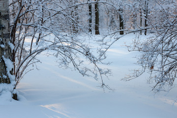 branches under the snow