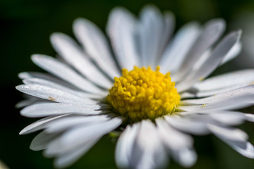 Fototapeta premium Close up micro macro photography of marguerite flower blossom yellow flower with blurry background suitable as wallpaper