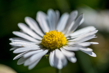 Obraz premium Close up micro macro photography of marguerite flower blossom yellow flower with blurry background suitable as wallpaper