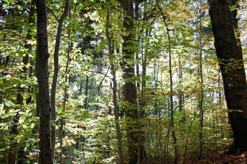 Promienie popołudnioweg słońca w jesiennym lesie