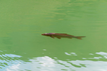 Fish on the surface of the water to breathe