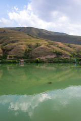 Obraz premium Fish on the surface of the water to breathe