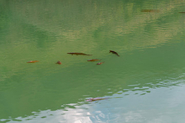 Fish on the surface of the water to breathe