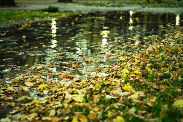 fallen autumn leaves after the rain