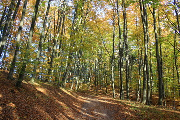 Fototapeta premium Path through autumn beech forest in the rays of the setting sun