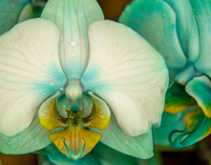 Close up front view of blue orchid flower. Macro view, studio shoot.