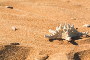 Starfish in the Sand