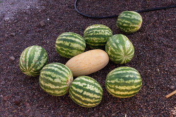a bunch of ripe watermelons and one melon