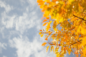 Yellow maple leaves in the blue sky with puffy clouds 