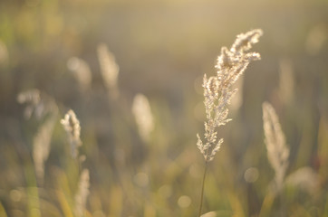 Gras countryside field sunset beauty in nature 