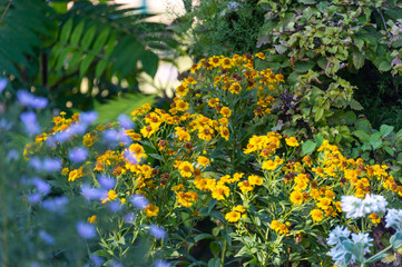 beautiful flowers in the yard