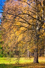 autumn in the park