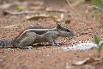 Squirrels are members of the family Sciuridae, a family that includes small or medium-size rodents. The squirrel family includes tree squirrels, ground squirrels, chipmunks, marmots, flying squirrels
