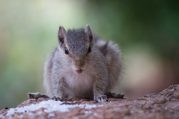 Naklejka na ściany i meble Squirrels are members of the family Sciuridae, a family that includes small or medium-size rodents. The squirrel family includes tree squirrels, ground squirrels, chipmunks, marmots, flying squirrels