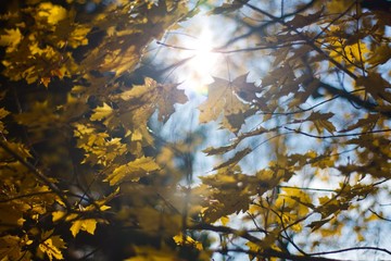 autumn leaves on blue sky