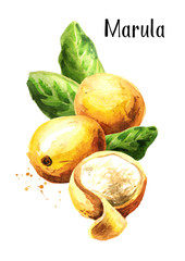 Marula fruit with leaves Watercolor hand drawn illustration  isolated on white background