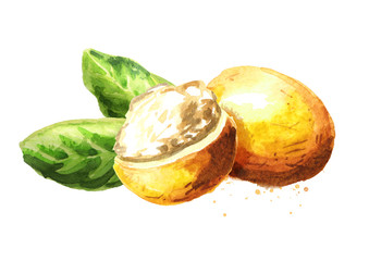 Marula fruit with leaves