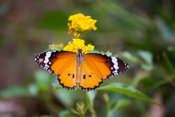 Plain Tiger  butterfly sitting on the flower plant with a nice soft background in its natural habitat