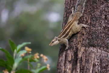 Squirrels are members of the family Sciuridae, a family that includes small or medium-size rodents. The squirrel family includes tree squirrels, ground squirrels, chipmunks, marmots, flying squirrels
