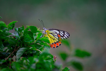 Fototapeta na wymiar Beautiful Indian Jezebel Butterfly sitting on the flower plant in its natural habitat with a nice soft bluryy green background