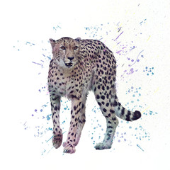 Cheetah. Digital watercolor painting.