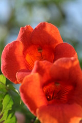 Plants Of The Crimea.