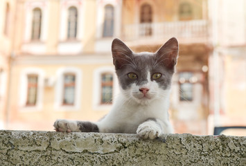 cat on city background