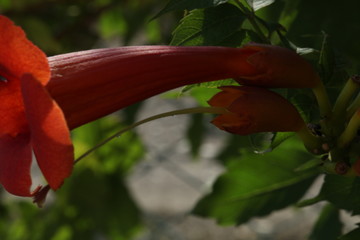 Plants Of The Crimea.