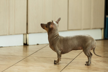 Little dog pinscher ratter prazsky