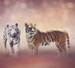 Fototapeta na wymiar White And Brown Tigers