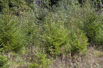 Лес/Forest